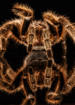 Small Creatures-2