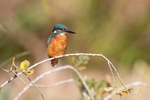 Kingfisher Alcedo Atthis003