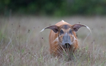 Red river hog
