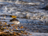 Sanderling