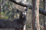Male Sambar