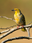 Yellow Weaver perched on a branch