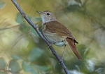 Nightingale
