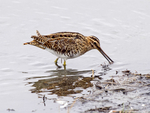 Snipe
