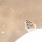AMERICAN TREE SPARROW, WINTER 2017 - PORT RYERSE