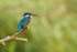 Kingfisher - Lakenheath