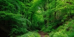 Ten Acre Woods Panorma