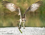 RUTLAND WATER OSPREY. 12