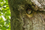 Feeding the impatient Great Spotted Woodpecker Chicks - 2 of 6