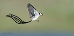 Pin-tailed Whydah1