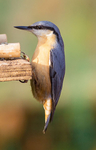 Nuthatch