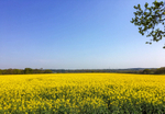 Rape Field