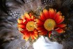 Flowers Set 08 - 08