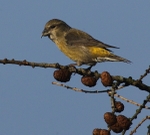 Female Crossbill