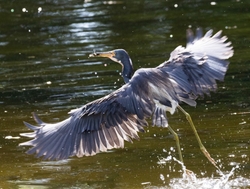 Tri-Colored-Heron _0049