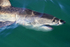 Great White Shark near surface, close view, Mossel Bay, South Africa