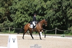 373-BENGAL_LORE-Pippa_Taylor-WEDTrotUp+DR portfolio