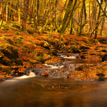 Autumn In Cloughleagh Woods