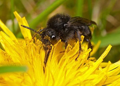 Dark form female feeding on a dandelion ([i]Taraxacum officinale[/i]) flower.