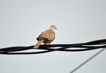 Collared Dove