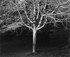 American Beech , Greensburg, Pennsylvania 1981