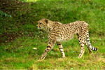 Cheetah - Anika