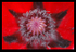The Heart of the Poppy Awaits