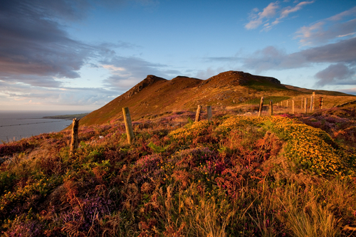 Wonderful colours of late summer at The Sloc, looking towards Cronk ny Arrey Laa, bathed in glorious evening sunlight.