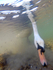 Mute Swans (Cygnus olor) feeding underwater in Bristol