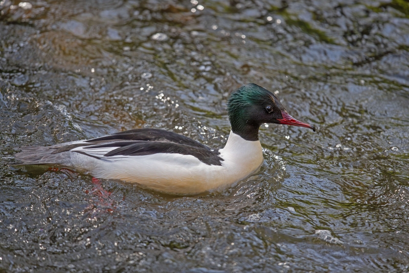 Common Merganser - River Bollin - Cheshire