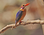 Pygmy Kingfisher