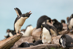 Rockhopper Penguin stretching, Saunders Island, Falklands