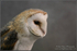 Barn Owl 1