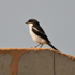 Common Fiscal perched on a wall