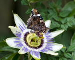 29th June Red Admiral