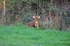 Reeves' Muntjac
