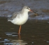 Spotted Redshank