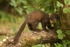 Pine Marten