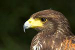 Harris Hawk