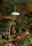Fungi at Cholmondeley Castle, Cheshire