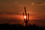 Sunset & Saguaro