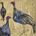 Vulturine Guinea Fowl, Samburu, Kenya