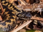 Adder