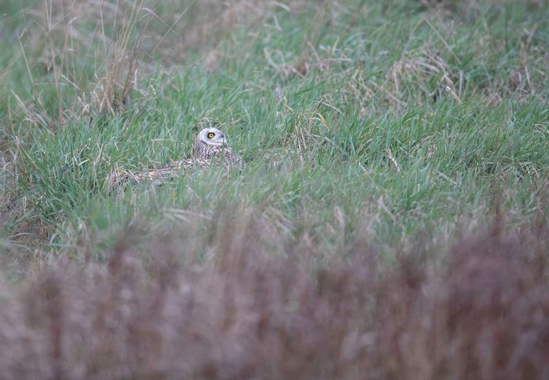 Short Eared Owl