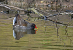 Moorhen