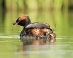 Slavonian Grebe stretching leg, Iceland