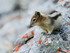 Golden-mantled Ground Squirrel, Sulphur Mountain, Banff, Canada