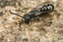 Sapyga quinquepunctata (m)
