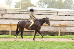 S63 Show Pony & Show Hunter Pony Ridden portfolio
