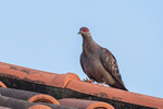 Speckled Pigeon
